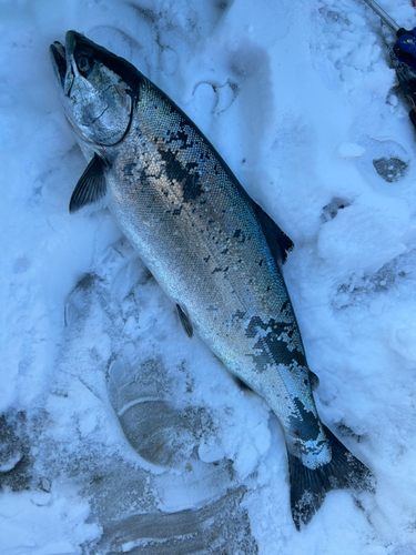 サクラマスの釣果