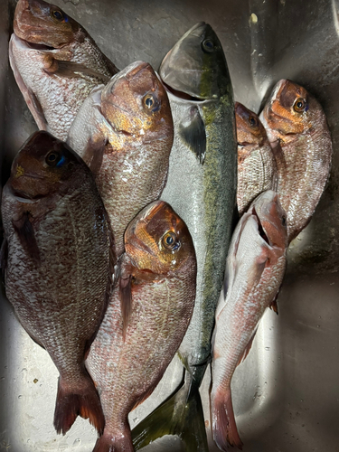 タイの釣果