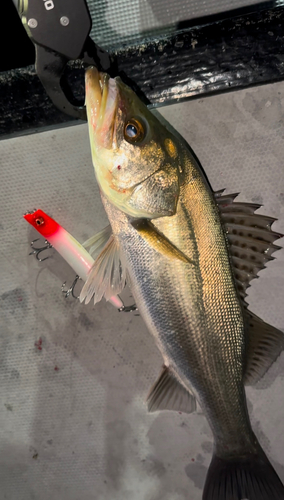 シーバスの釣果