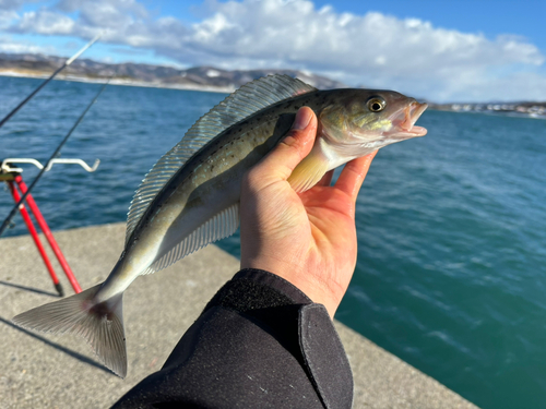 ホッケの釣果