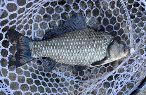 ギンブナの釣果