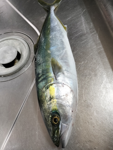 ハマチの釣果