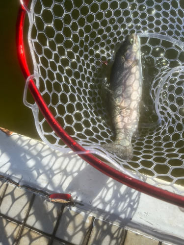 ニジマスの釣果