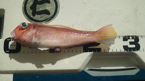 アカアマダイの釣果