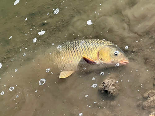 コイの釣果