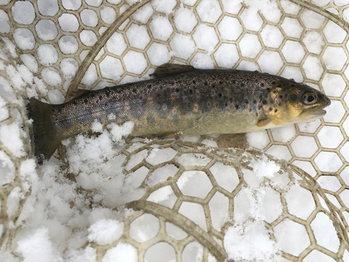 ブラウントラウトの釣果