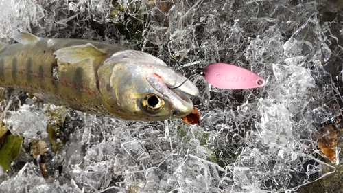 アマゴの釣果