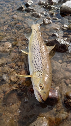 ブラウントラウトの釣果