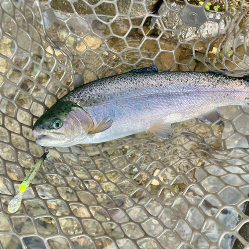 ニジマスの釣果