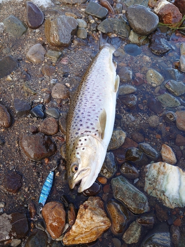 ブラウントラウトの釣果