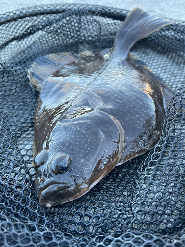 カレイの釣果