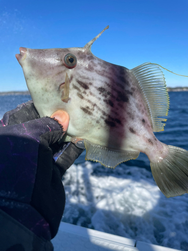 タチウオの釣果