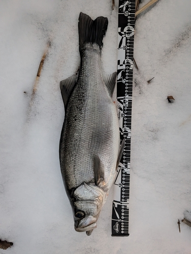 ヒラスズキの釣果