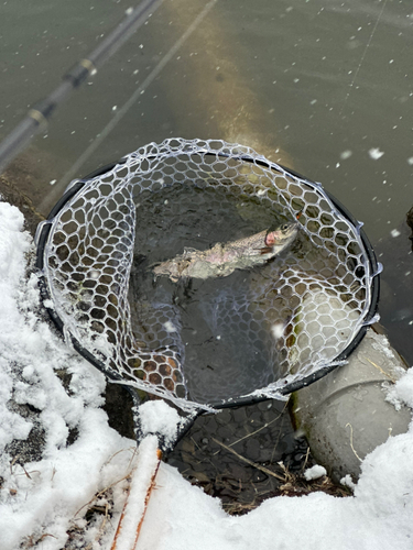 トラウトの釣果