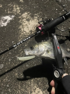 セイゴ（マルスズキ）の釣果