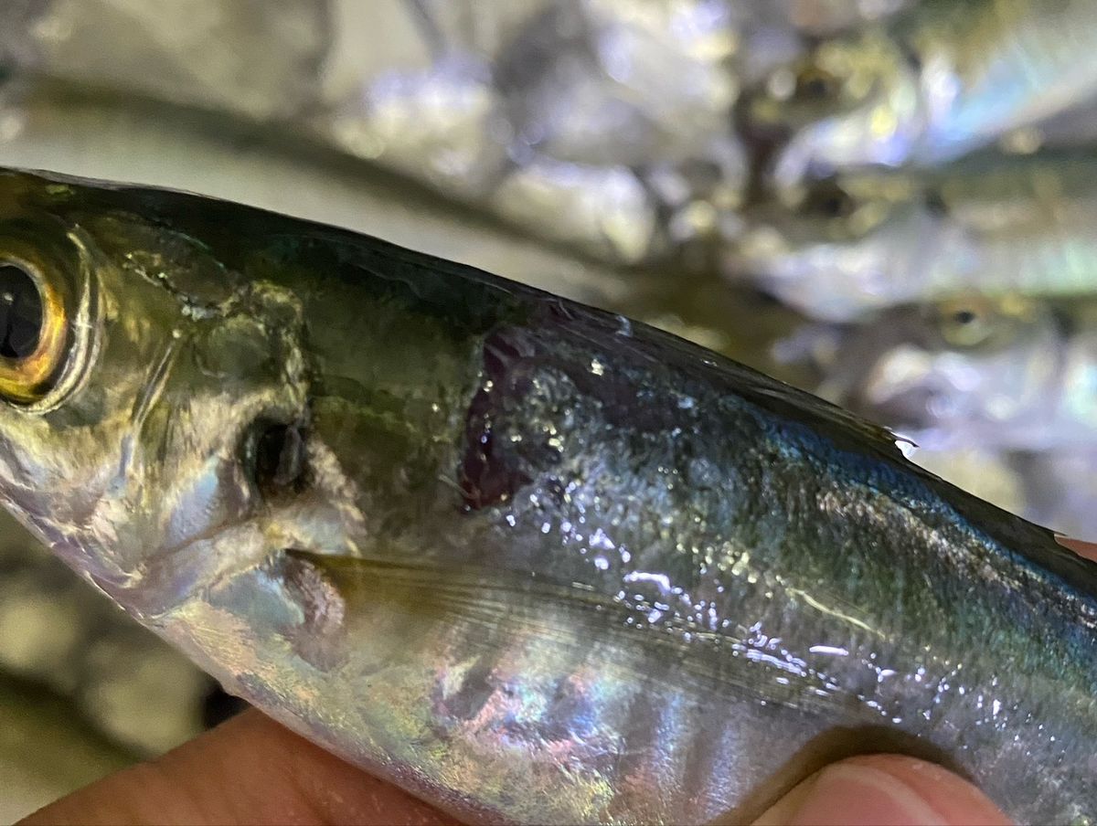 ほかちんさんの釣果 2枚目の画像