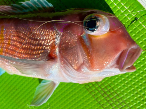 アマダイの釣果