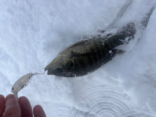 ナイルティラピアの釣果