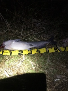 アメリカナマズの釣果