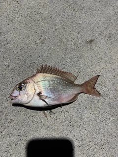 チャリコの釣果