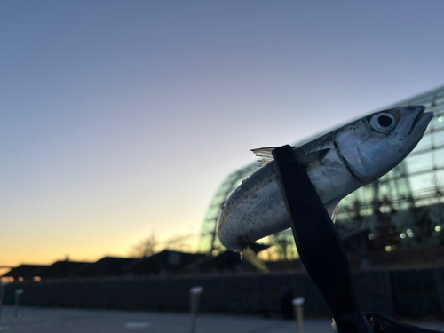 サバの釣果