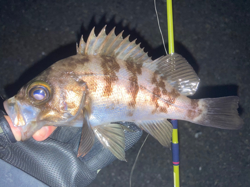 メバルの釣果