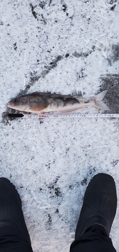 ホッケの釣果