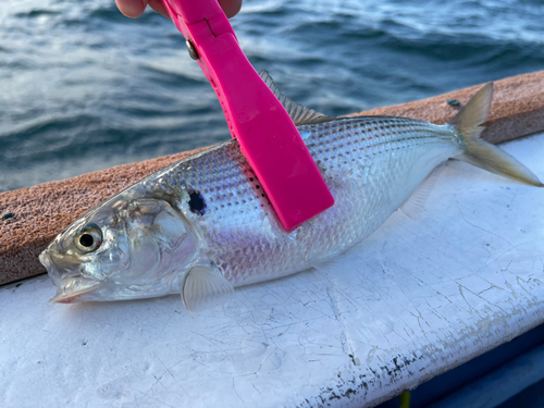 コノシロの釣果