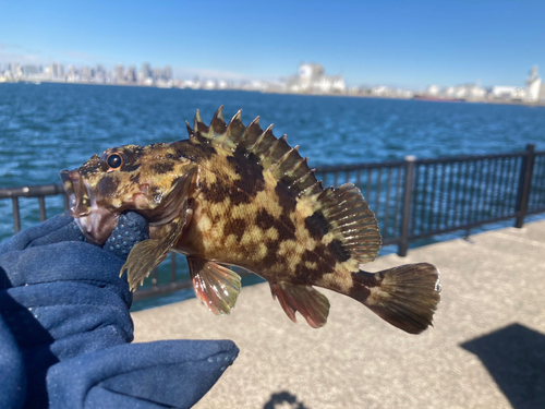 若洲海浜公園海釣り施設