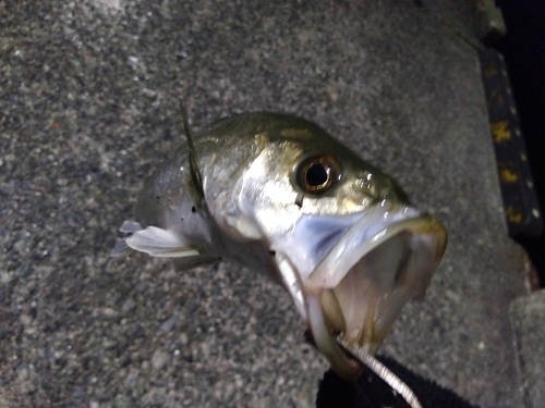 フッコ（マルスズキ）の釣果