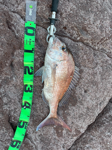 マダイの釣果