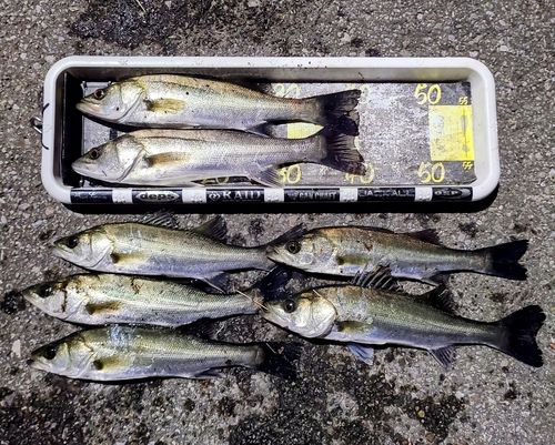 シーバスの釣果