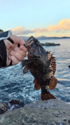 クロソイの釣果