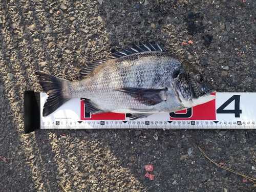 クロダイの釣果