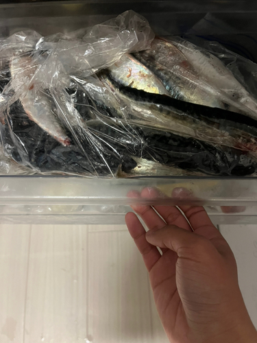 サバの釣果