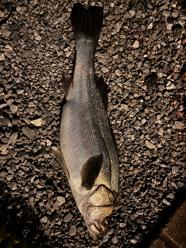 スズキの釣果