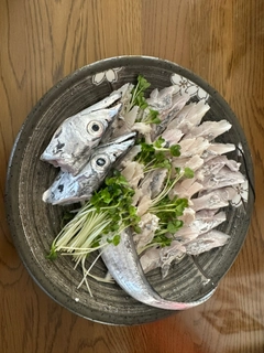 タチウオの釣果