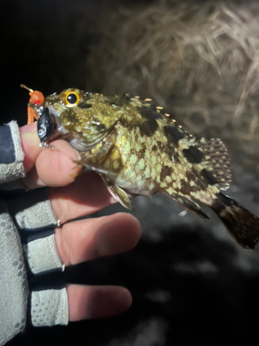 カサゴの釣果