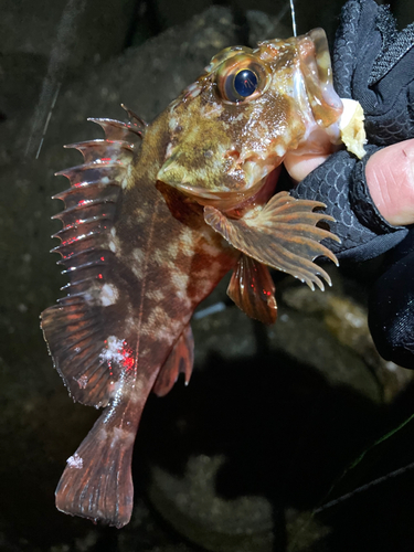 カサゴの釣果