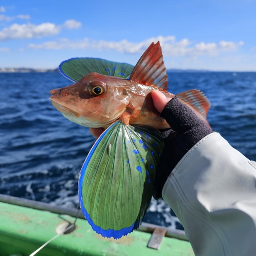 ホウボウの釣果