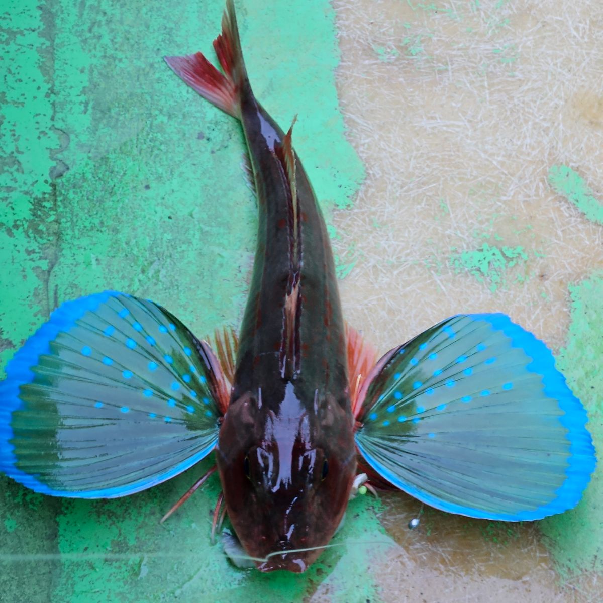 おひたし25さんの釣果 2枚目の画像