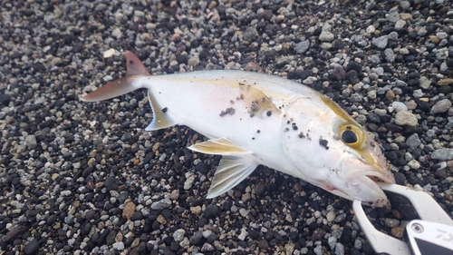 ショゴの釣果