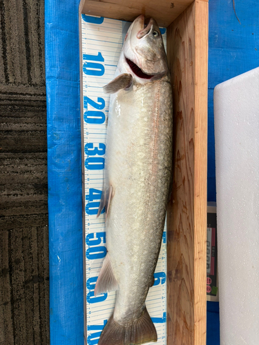 アメマスの釣果