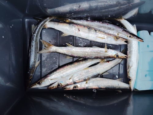 カマスの釣果