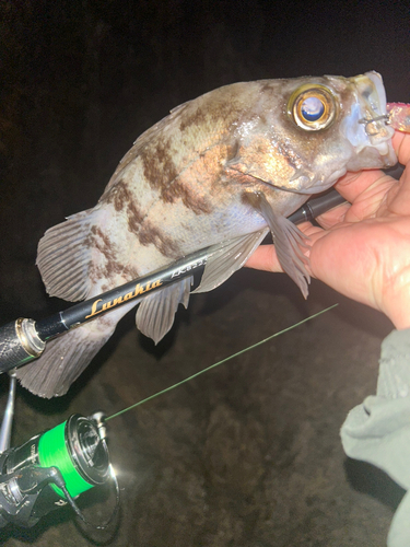 シロメバルの釣果