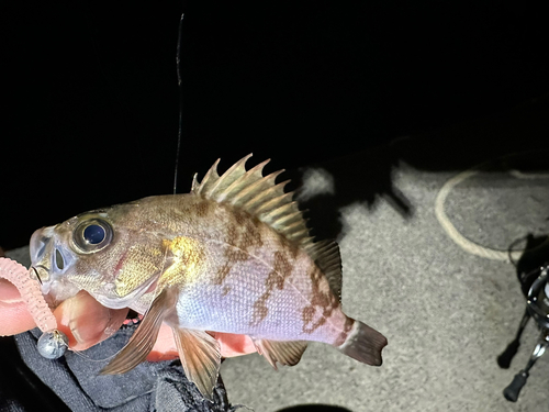 メバルの釣果