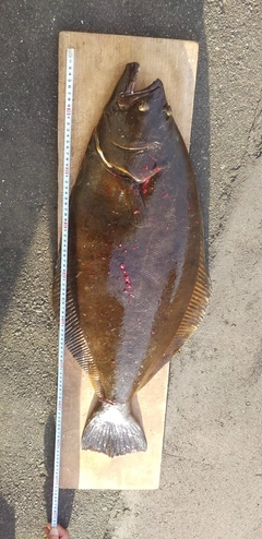 ヒラメの釣果