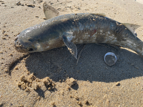 ボラの釣果