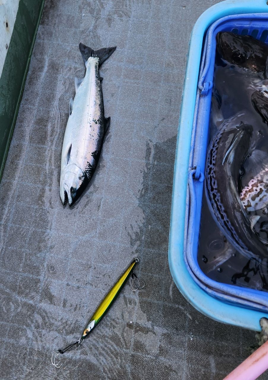 ちかおさんの釣果 2枚目の画像