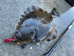 カレイの釣果